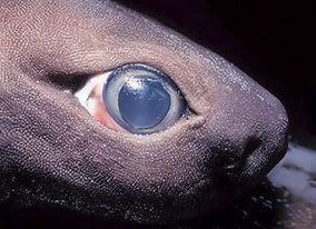 Dalatias licha_001.jpg